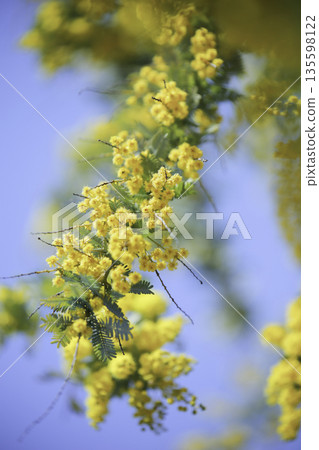 含羞草融入藍天。前景柔和虛化，並有圓形虛化（垂直方向）。 135598122