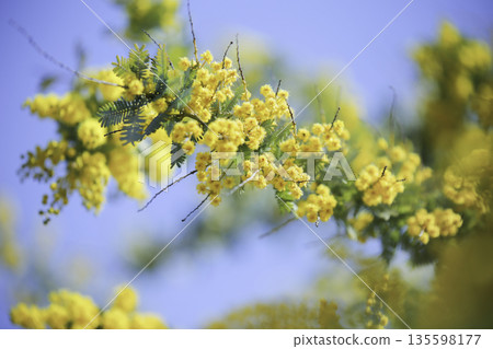 含羞草花簇漂浮在藍天中，柔和的散景（橫向） 135598177