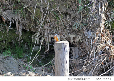 Kingfisher, Jade Kingfisher, Higashimurayama City Kitayama Park, Higashimurayama Purification Center Park Kingfisher, Jade Kingfisher, Higashimurayama City Kitayama Park, Higashimurayama Purification Center Park 135598364