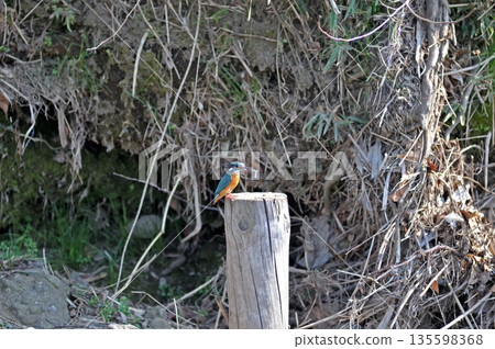 Common Kingfisher, Jade Kingfisher, Higashimurayama City Kitayama Park, Higashimurayama Purification Center Park, Small Fish, Food Common Kingfisher, Jade Kingfisher, Higashimurayama City Kitayama Park, Higashimurayama Purification Center Park, Small Fish, Food 135598368
