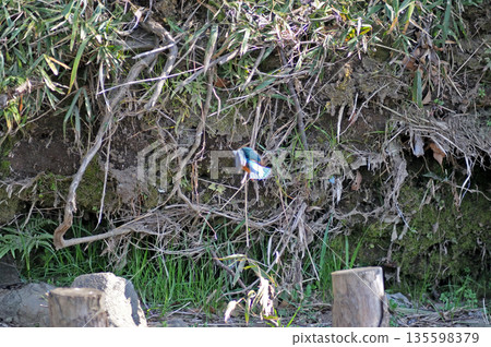 Kingfisher, Jade Kingfisher, Higashimurayama City Kitayama Park, Higashimurayama Purification Center Park Kingfisher, Jade Kingfisher, Higashimurayama City Kitayama Park, Higashimurayama Purification Center Park 135598379