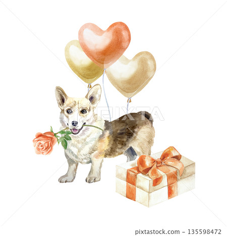 Corgi with a rose, balloons and a gift box. Hand drawn watercolor illustration of a dog, isolated. Perfect for designing cards and invitations for Valentines Day, birthdays and declarations of love. Corgi with a rose, balloons and a gift box. Hand drawn watercolor illustration of a dog, isolated. Perfect for designing cards and invitations for Valentines Day, birthdays and declarations of love. 135598472