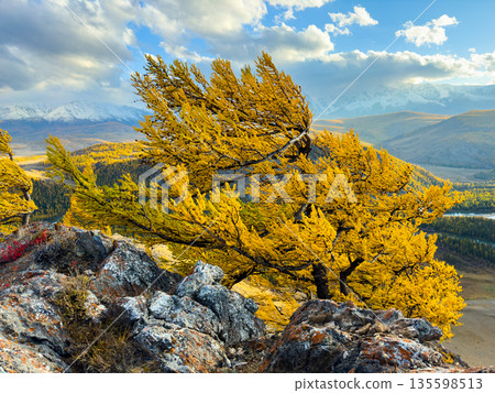 Yellow autumn tree on rocky hillside with distant mountains and blue sky in Altai landscape 135598513