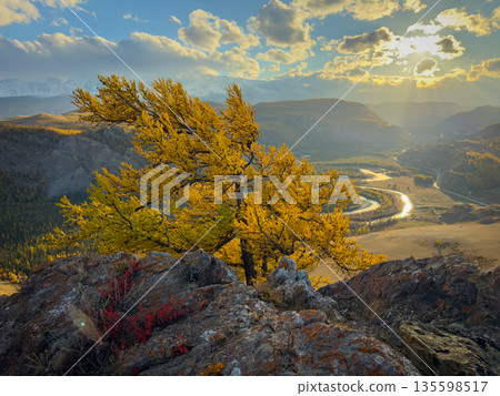 Golden sunset over alpine valley with yellow tree overlooking winding river and rocky foreground Golden sunset over alpine valley with yellow tree overlooking winding river and rocky foreground 135598517