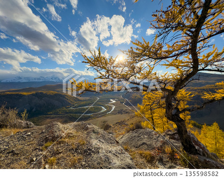 Golden autumn landscape in Altai with sunlit yellow trees winding river and rugged rocks Golden autumn landscape in Altai with sunlit yellow trees winding river and rugged rocks 135598582