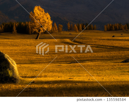 Golden autumn field with a lone tree bathed in warm light at sunset in Altai 135598584