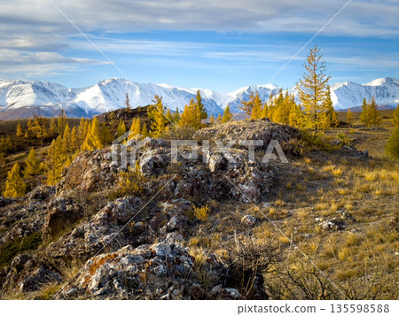 Snow capped Altai mountains landscape with golden autumn trees and rocky outcrops under blue sky 135598588
