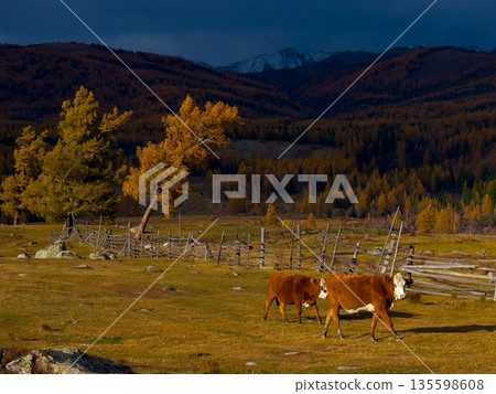 Autumn valley scene with cows grazing near a rustic fence in the Altai mountains Autumn valley scene with cows grazing near a rustic fence in the Altai mountains 135598608