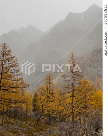 Golden autumn forest with tall bare trees and hazy mountains in the distance 135598615