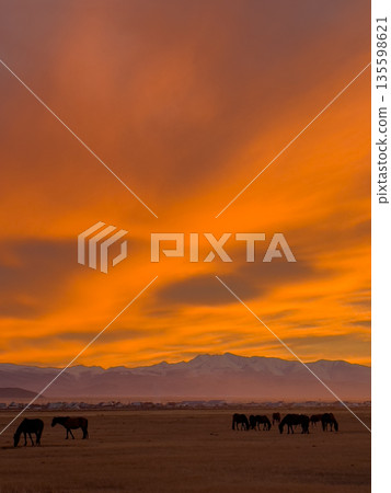 Golden sunset over the Altai plains with grazing horses and distant snowcapped mountains 135598621