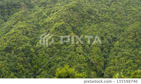 Madeira Evergreen Laurissilva Forest, Madeira, Portugal Madeira Evergreen Laurissilva Forest, Madeira, Portugal 135598740