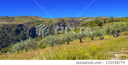 Olives Trees Plantation, Spain Olives Trees Plantation, Spain 135598774