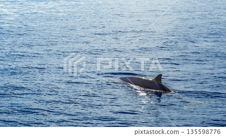 Common Bottllenose Dolphin, Madeira, Portugal Common Bottllenose Dolphin, Madeira, Portugal 135598776