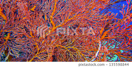 Sea Fan, Bunaken National Marine Park 135598844
