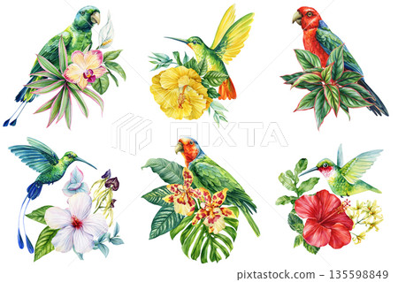 Tropical Birds and Flowers Watercolor Set Parrots and Hummingbirds with Exotic Floral Botanical Elements on White 135598849