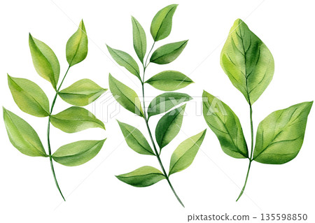 Green leaves set watercolor botanical branches and fresh leaf sprigs isolated on white for natural wedding stationery and decor 135598850