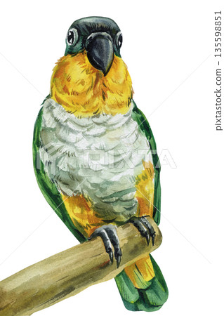 Green parrot watercolor bird portrait perched on branch with yellow orange chest isolated on white background Green parrot watercolor bird portrait perched on branch with yellow orange chest isolated on white background 135598851