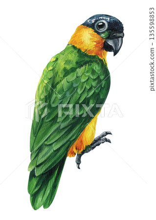 Green parrot watercolor bird portrait with yellow orange chest isolated on white background, Black-headed Caique Green parrot watercolor bird portrait with yellow orange chest isolated on white background, Black-headed Caique 135598853