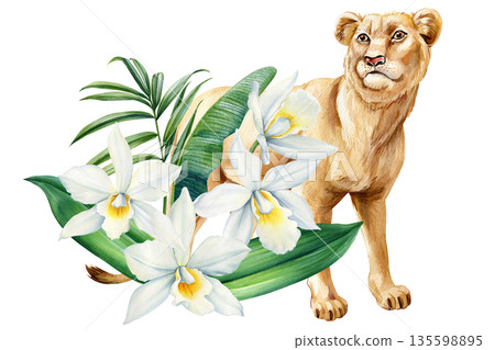 Lioness with white orchids watercolor illustration wild female lion with tropical leaves isolated on white 135598895