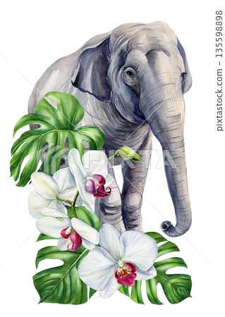 Elephant with white orchids watercolor illustration tropical animal with monstera leaves isolated on white 135598898