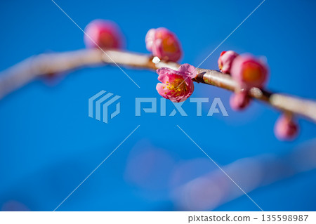 Beautiful weeping red plum blossoms 135598987