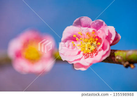 美麗的垂枝紅梅花 135598988