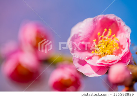 Beautiful weeping red plum blossoms 135598989