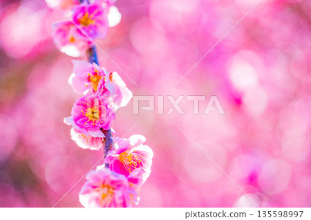 Beautiful weeping red plum blossoms Beautiful weeping red plum blossoms 135598997