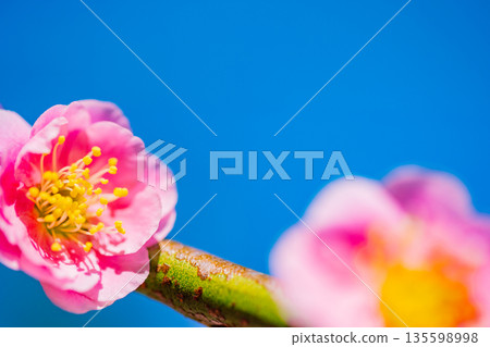 Beautiful weeping red plum blossoms Beautiful weeping red plum blossoms 135598998