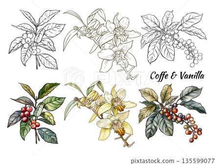 Coffee and vanilla botanical set. Coffee and vanilla botanical set. 135599077