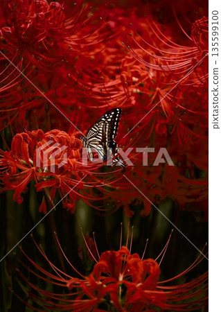 Swallowtail butterfly among red spider lilies Swallowtail butterfly among red spider lilies 135599100