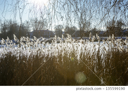 Thickets of reeds on a clear frosty snowy day Thickets of reeds on a clear frosty snowy day 135599190