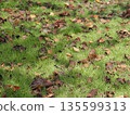 Fallen leaves on the lawn 135599313