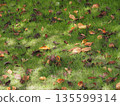 Fallen leaves on the lawn 135599314