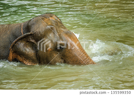Close up of an Asian elephant partially submerged in a calm river, gently moving through the water during a peaceful bath in Thailand 135599350