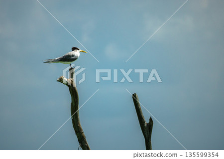 Great crested tern perched on wooden shrimp fishing pole above calm turquoise sea on Koh Samui with wide copy space and clear tropical sky 135599354