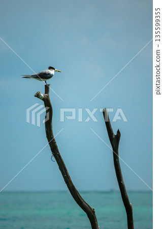 Great crested tern perched on wooden shrimp fishing pole above calm turquoise sea on Koh Samui with wide copy space and clear tropical sky Great crested tern perched on wooden shrimp fishing pole above calm turquoise sea on Koh Samui with wide copy space and clear tropical sky 135599355