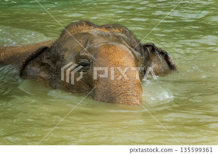 Asian elephant enjoying a refreshing bath in a green river, close up wildlife scene showing calm expression and raised trunk in a tropical natural environment 135599361