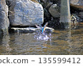 Kingfisher, Jade Kingfisher, Higashimurayama City Kitayama Park, Higashimurayama Purification Center Park 135599412