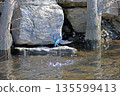 Kingfisher, Jade Kingfisher, Higashimurayama City Kitayama Park, Higashimurayama Purification Center Park 135599413