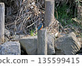 Kingfisher, Jade Kingfisher, Higashimurayama City Kitayama Park, Higashimurayama Purification Center Park 135599415