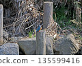 Kingfisher, Jade Kingfisher, Higashimurayama City Kitayama Park, Higashimurayama Purification Center Park 135599416