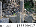 Kingfisher, Jade Kingfisher, Higashimurayama City Kitayama Park, Higashimurayama Purification Center Park 135599417