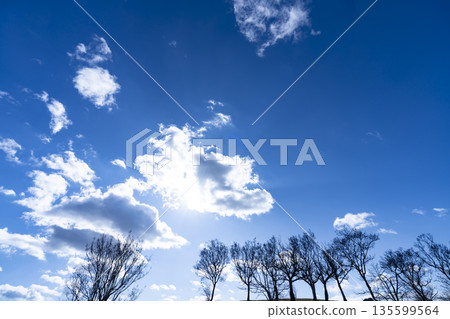 Winter sky, clouds and trees 135599564