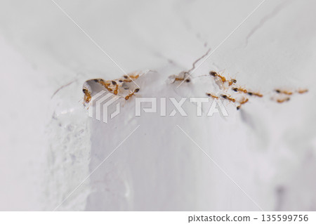 Ants pass ceiling hole to kitchen room. 135599756