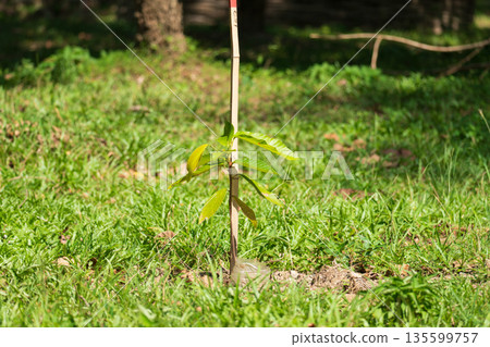 Dipterocarpus alatus or Yang Na is planting trees to renew the forest destruction. Dipterocarpus alatus or Yang Na is planting trees to renew the forest destruction. 135599757