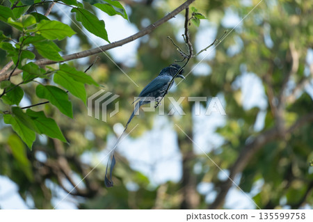 Greater Racket-tailed Drongo rest on twig. 135599758