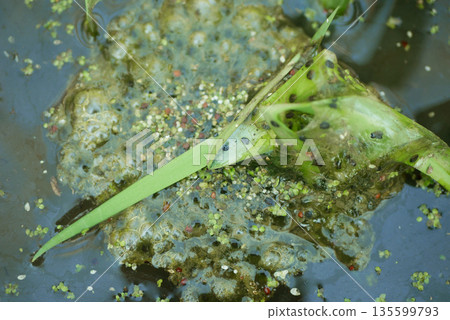 Agile frog Rana dalmatina European eggs laid close-up attached to the tree branches roots and leaves detail. Typically fixed spawn clump under water. Water reproduction ecology and conservation 135599793