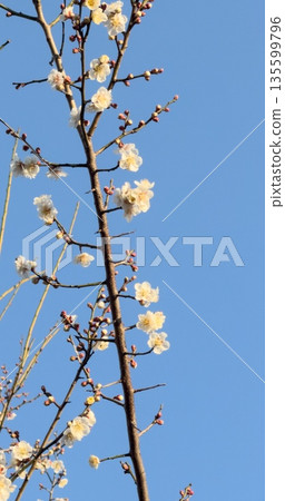 White plum blossoms and clear blue skies signal the arrival of early spring White plum blossoms and clear blue skies signal the arrival of early spring 135599796