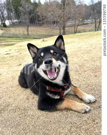 一隻微笑的黑柴犬在冬日公園放鬆身心 一隻微笑的黑柴犬在冬日公園放鬆身心 135599798